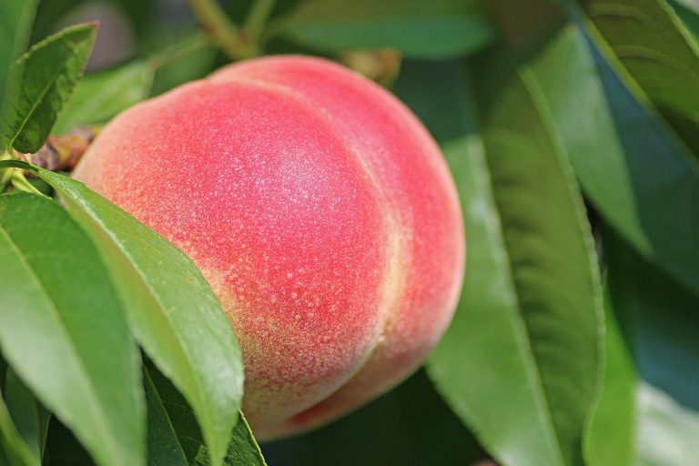 ๐ Peach Emoji: Discover The Suggestive Meaning Of The Sumptuous And ...