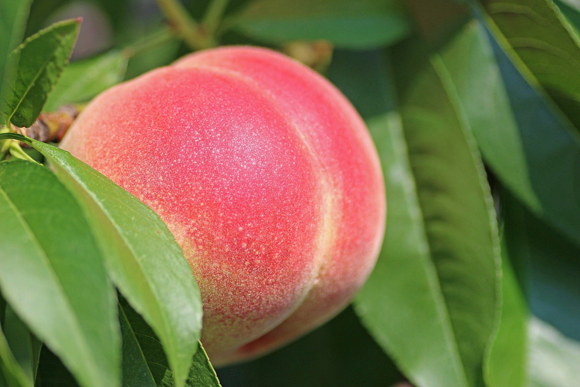 🍑 Peach Emoji Discover The Suggestive Meaning Of The Sumptuous And