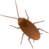 πͺ³ cockroach Emoji on Joypixels Platform πͺ³ cockroach Emoji on Joypixels Platform
