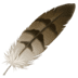 πͺΆ feather Emoji on Apple Platform πͺΆ feather Emoji on Apple Platform